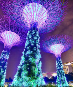 Gardens By The Bay Night View